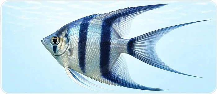 Coada lira