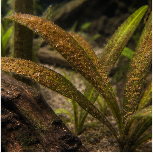 Alge brune déposées sur des feuilles d'aquarium