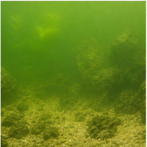 Apă verde trouble dans un aquarium