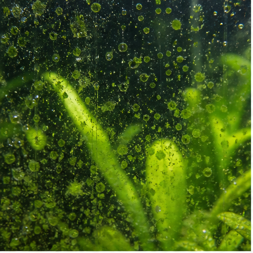 Alge verzi sur une vitre et des feuilles d'aquarium