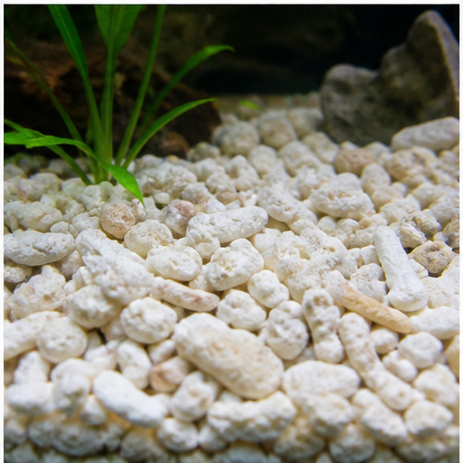 Sable calcaire clair et coquilles dans un aquarium