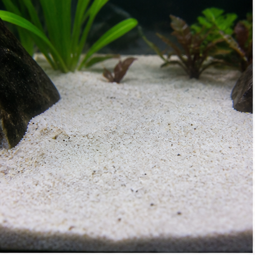 Substrat de acvariu clair dans un aquarium