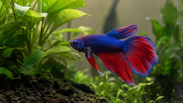 Compatibilitate Betta