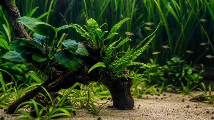 Plante ușoare