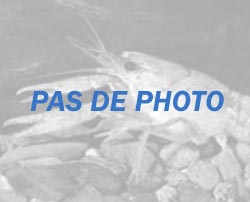 Diogenes pugilator (Bernard-l'ermite maro auzit pe plumă)