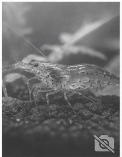Caridina sp. bee