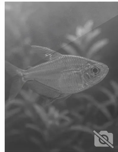 Centropyge acanthops Înger african din Africa