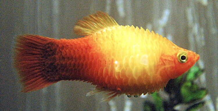 Hidropizie - Peștele crește din ce în ce mai mult, solzi.