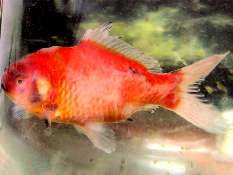 O drojdie de mucoasă - Depozit WADED cu aspectul mucegaiului.