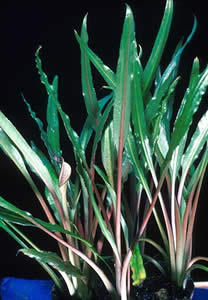 Cryptocoryne albida
