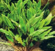 Cryptocoryne undulata