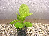Echinodorus harbig