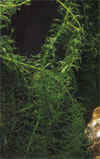 Elodea naias