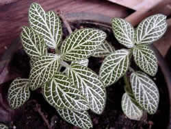 Fittonia argyroneura