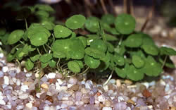 Hydrocotyle Verticillata