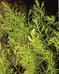 Hygrophila difformis