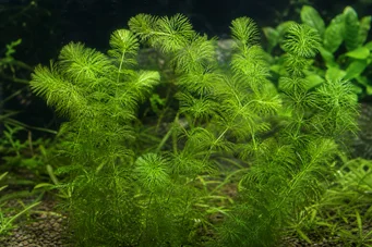 Ceratophyllum demersum