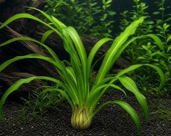 Crinum thaianum