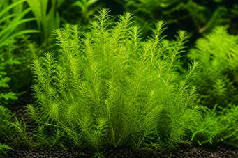 Mayaca fluviatilis