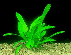 Sagittaria platyphylla