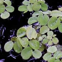 Salvinia auriculae