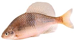 Acanthorhodeus atranalis Japonia Bouvière