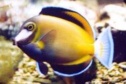 Acanthurus japonicus (Chirurgul obrajilor albi)