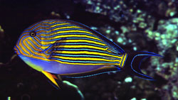 Acanthurus Lineatus (Chirurg în dungi)