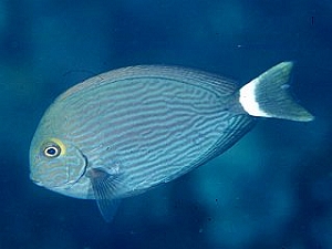 Acanthurus Mata (Chirurg alb)