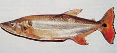 Acestrorhynchus altus Tetra-chien cu coadă roșie, dinți