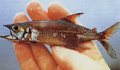Acestrorhynchus microlepis Characin-Chien cu cântare mici