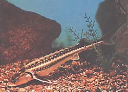 Acipenser gueldenstaedti (Sturgeon Gueldenstaedt)