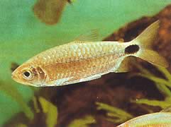 Alestes nurse (Asistenta Alestes)