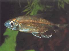 Alestopetersius smykalai (Tetra Blue Tetra-Diamond)