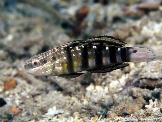 Amblygobius Phalaena (GOBIE RENLED)