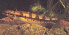 Ammocryptocharax vintonae Characin Dwarf Fleche din Vinton