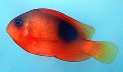 Amphiprion ephippium (Pește de clovn câștigător de cai)