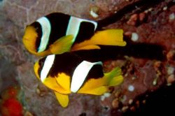 Amphiprion sebae (Pește cu coadă galbenă)