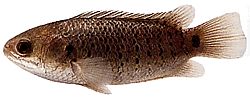 Anabas testudineus (Pol alpinism)