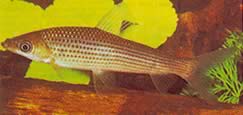 Anostomus plicatus (Anostomus clar în trei puncte)