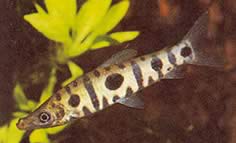 Anostomus spiloclistron Anostom fals cu trei locuri