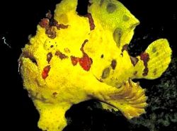 Antennarius maculatus (Pește-rapaud, pescar sau antene)