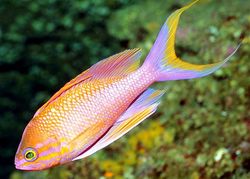 Anthias anthias Frizer