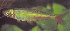 Aphyocharax erythrurus Venezuela Aphyocharax