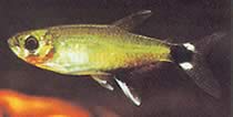 Aphyocharax paraguayensis White Ocel Tetra, Sun Tetra