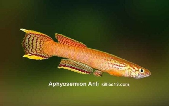 Aphyosemion ahli (Aphyosemion ahli)