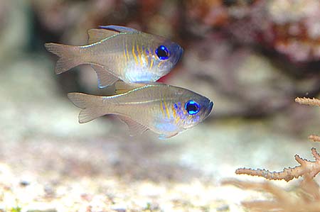 Apogon leptacanthus (Apogon cu benzi albastre)