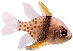 Apogon nematopterus (Pijamale Apogon)