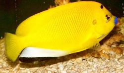 Apolemichthys trimaculatus Pește Tritachery