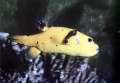 Arothron citrinellus (Galben)
